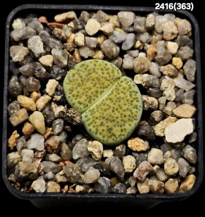 Lithops fulviceps -Aurea-; -C 363 (5x5)-2416(363)