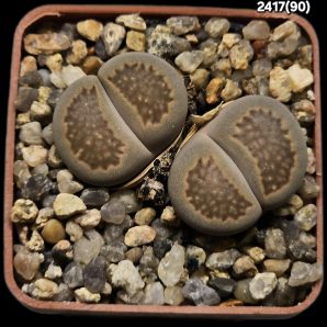 Lithops hallii (2h) -C 090 (2h)(5x5)-2417(90)