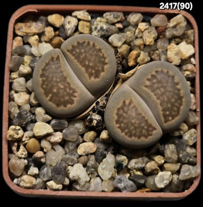 Lithops hallii (2h) -C 090 (2h)(5x5)-2417(90)