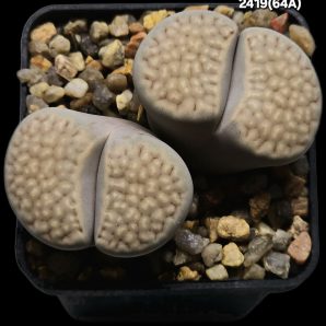 Lithops julii [reticulate form] (fa) - C 64A, COP (2h)(5x5)- 2419(64A)