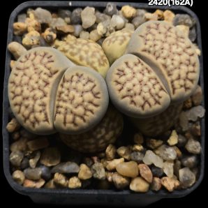 Lithops julii var. fulleri -C 162A , FH (2h)(5x5)-2420(162A)