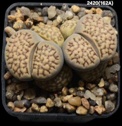 Lithops julii var. fulleri -C 162A , FH (2h)(5x5)-2420(162A)