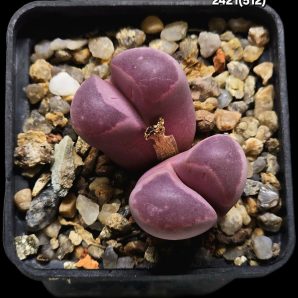 Lithops optica cv. Rubra (F3) - MG 1685.5 (2h)(5x5)-2421(512)