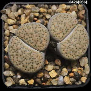 Lithops fulviceps -C 266 (2h) (5x5)-2426(266)