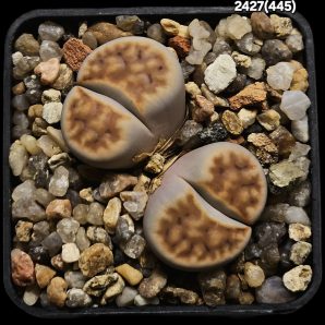 Lithops karasmontana var. lericheana -SH (2h)(5x5)-2427(445)