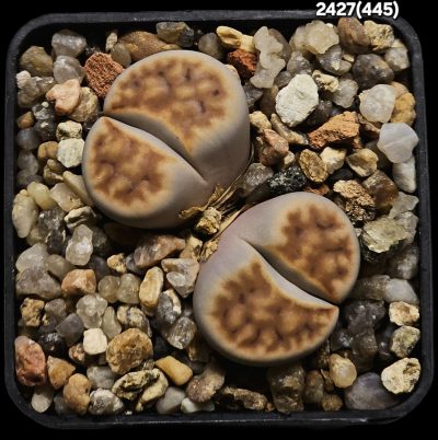 Lithops karasmontana var. lericheana -SH (2h)(5x5)-2427(445)