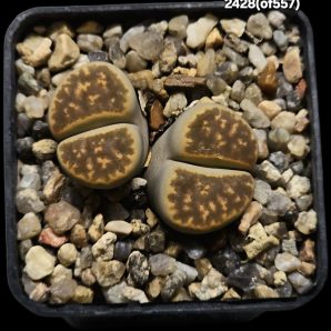 Lithops karasmontana ssp. bella of `Fenestrata` (2h)(5x5)- 2428(of557)