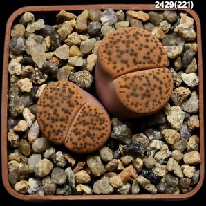 Lithops fulviceps -C 221 (2h)(5x5)-2429(221)