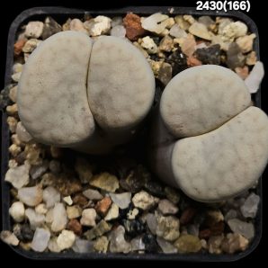 Lithops vallis-mariae -C 166, MG 1751.9 (2h)(5x5)-2430(166)