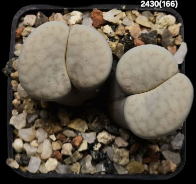 Lithops vallis-mariae -C 166, MG 1751.9 (2h)(5x5)-2430(166)