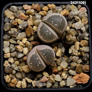 Lithops olivacea -C 109 (2h)(5x5)-2431(109)