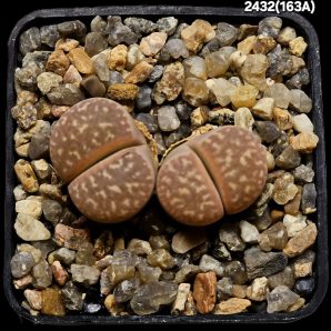 Lithops marmorata (pink fa.) -C 163A, (2h)(5x5)-2432(163)