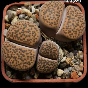 Lithops fulviceps -C 221 (3h)(5x5)-2434(221)