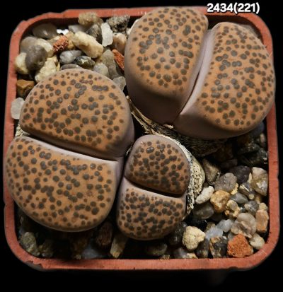 Lithops fulviceps -C 221 (3h)(5x5)-2434(221)