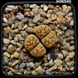 Lithops`Sunstone` - COP L129 (2h)(5x5)-2436(540)
