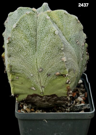 Astrophytum hybrid myriostigma small variegate (8x8)-2437 - Зображення 2
