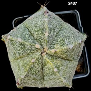 Astrophytum hybrid myriostigma small variegate (8x8)-2437
