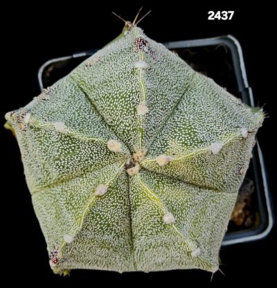 Astrophytum hybrid myriostigma small variegate (8x8)-2437