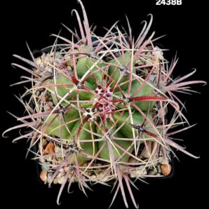 Ferocactus acanthodes subs. tortulispinus -Koehres (11x11)- 2438B