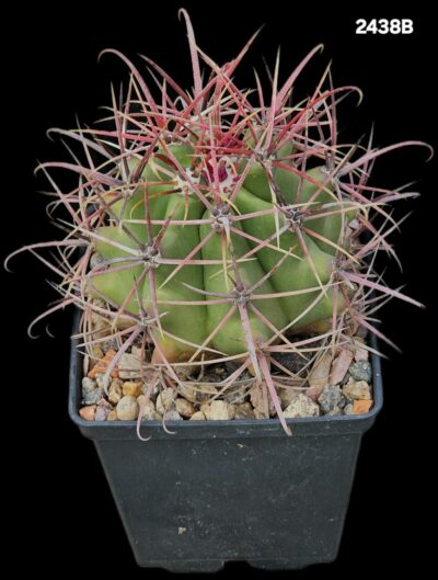 Ferocactus acanthodes subs. tortulispinus -Koehres (11x11)- 2438B - Зображення 2