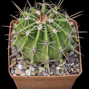 Ferocactus wislizeni ssp. herrerae -SB 1867 (14x14)-2439B
