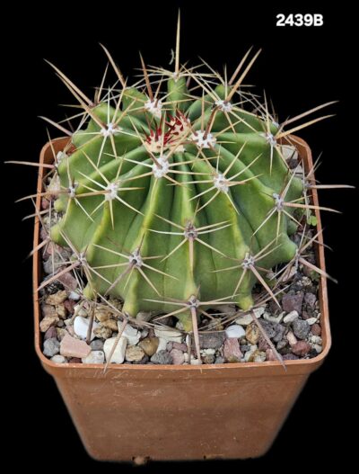Ferocactus wislizeni ssp. herrerae -SB 1867 (14x14)-2439B