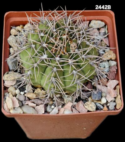 Gymnocalycium intertextum -GN 389 (10x10)-2442B