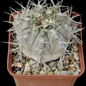 Gymnocalycium castellanosii var. bozsingianum -P 205 (9x9)- 2443