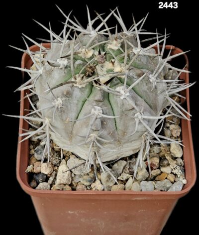 Gymnocalycium castellanosii var. bozsingianum -P 205 (9x9)- 2443