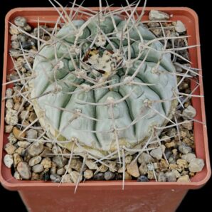Gymnocalycium castellanosii var. bozsingianum -P 205 (12x12)-2444