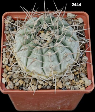 Gymnocalycium castellanosii var. bozsingianum -P 205 (12x12)-2444