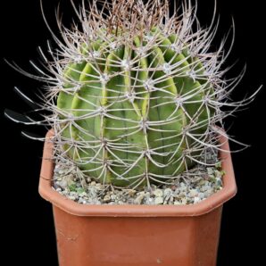 Echinopsis leucantha (pseudolobivia) - VG 1042 (12x12)-2445B