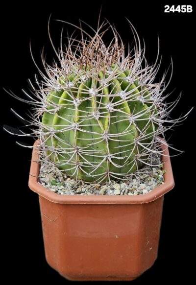 Echinopsis leucantha (pseudolobivia) - VG 1042 (12x12)-2445B