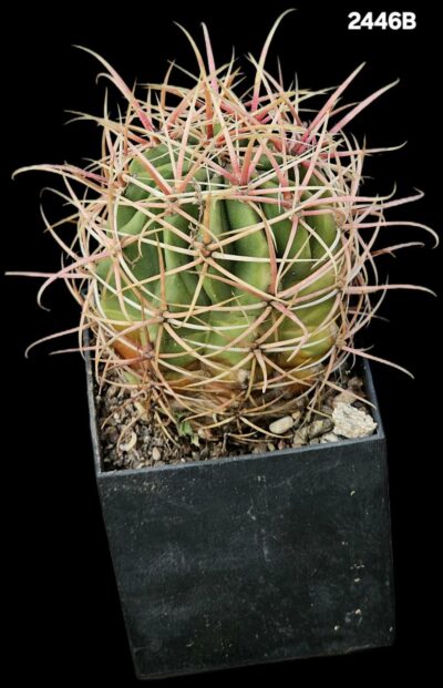 Ferocactus acanthodes -RUS 155 (10x10)-2446B - Зображення 2
