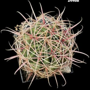 Ferocactus acanthodes -RUS 155 (10x10)-2446B