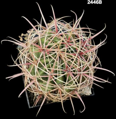 Ferocactus acanthodes -RUS 155 (10x10)-2446B