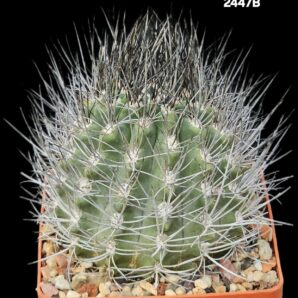 Neoporteria taltalensis (8x8)-2447B