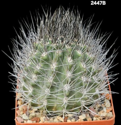 Neoporteria taltalensis (8x8)-2447B