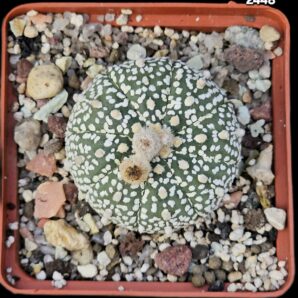 Astrophytum asterias ‘Super kabuto’ (8x8)-2448