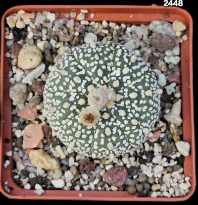 Astrophytum asterias ‘Super kabuto’ (8x8)-2448