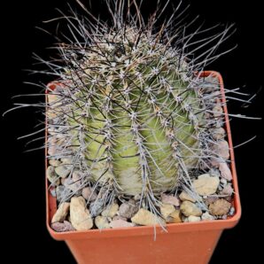 Lobivia haematantha VG 1019 (10x10)-2449B