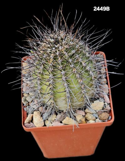 Lobivia haematantha VG 1019 (10x10)-2449B