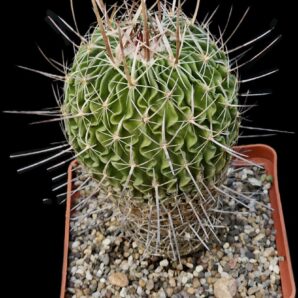 Echinofossulocactus lamellosus (10x10)-2450B