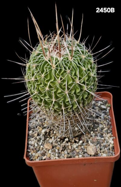 Echinofossulocactus lamellosus (10x10)-2450B