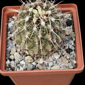 Thеlocactus bicolor var. Commodus (10x10)-2452B