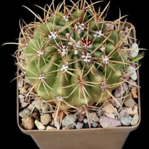 Ferocactus fordii (8x8)-2453B