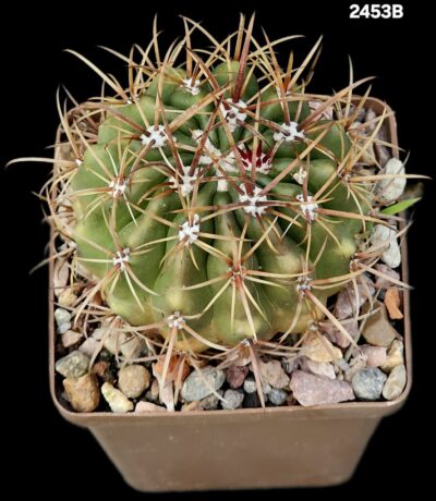 Ferocactus fordii (8x8)-2453B