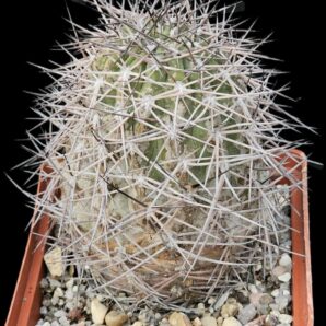 Acanthocalycium thionanthum -VG 1023 (10x10)-2454B