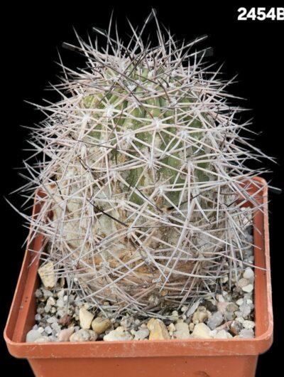 Acanthocalycium thionanthum -VG 1023 (10x10)-2454B
