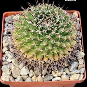 Mammillaria uncinata -P 477 (8x8)-2455B